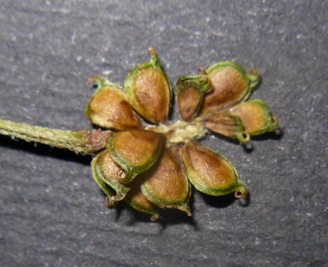 Ranunculus serpens subsp. nemorosus / Ranuncolo dei boschi